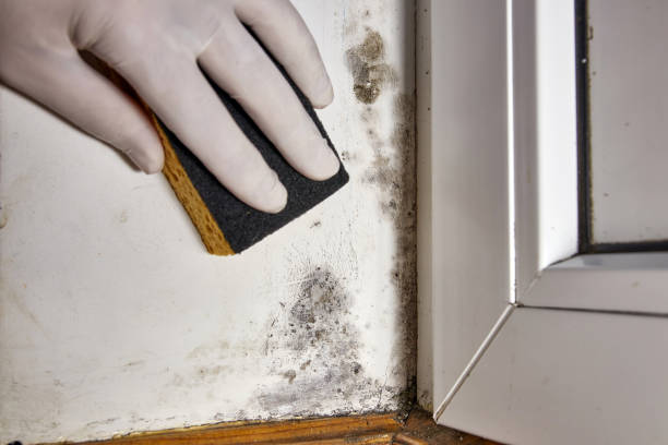 Best Mold Remediation for Healthcare Facilities  in St Michael, MN