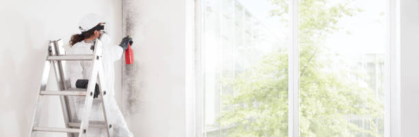Best Mold Odor Removal Services  in St Michael, MN