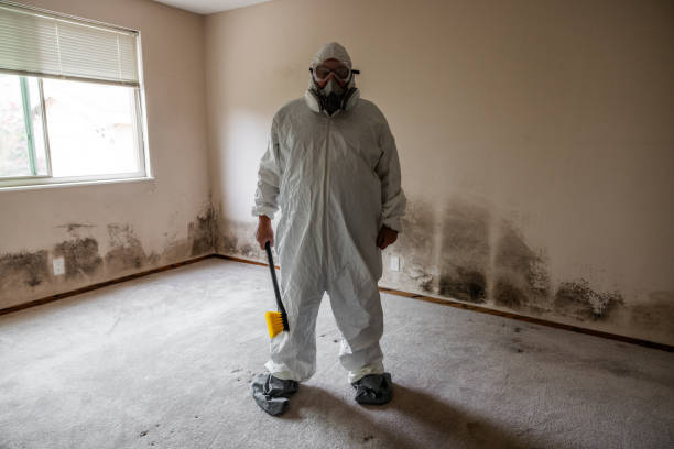 Best Post-Construction Mold Inspection  in St Michael, MN